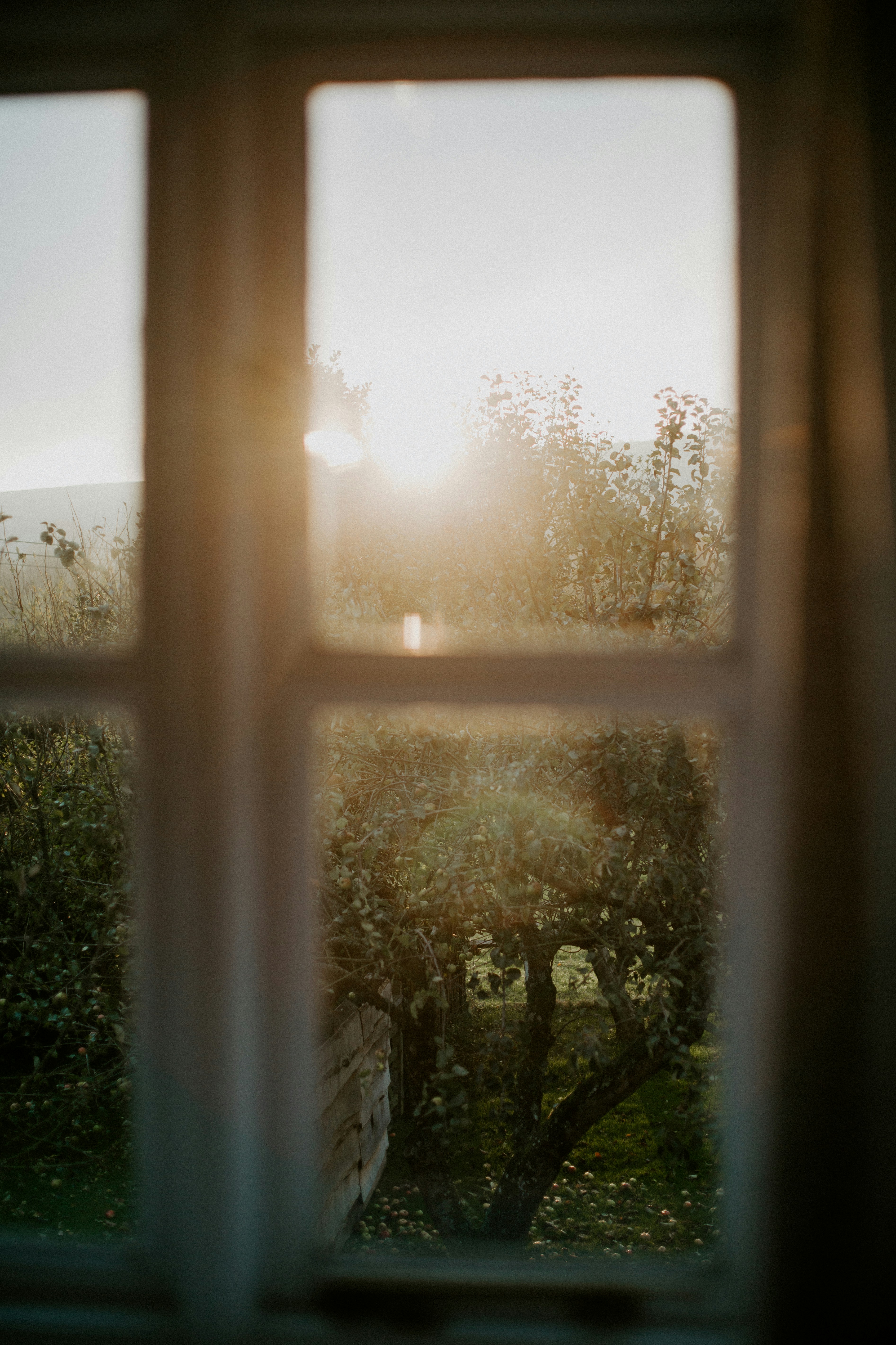 Garden view through a sunlit window