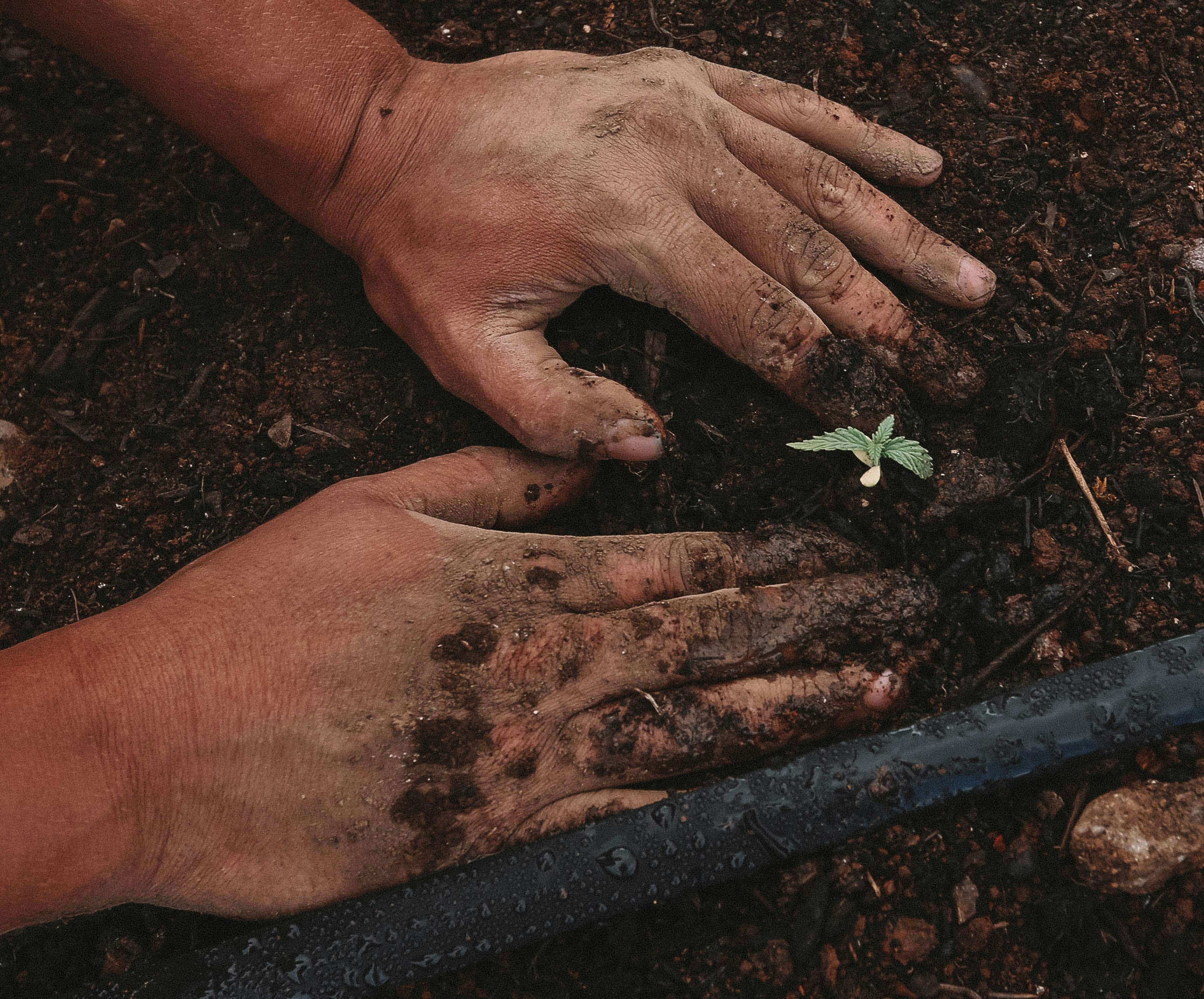 Hands tending soil around a small seedling